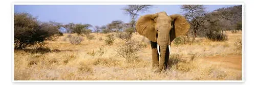 African Elephant, Somburu, Kenya de Todd Gustafson Panoramic Images