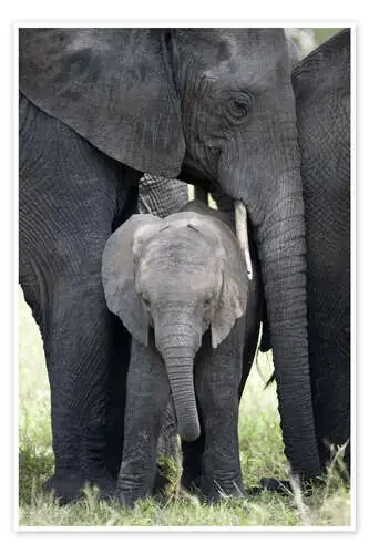 African Elephant with his Calf in the Forest, Tarangire National Park, Tanzania de Todd Gustafson Panoramic Images