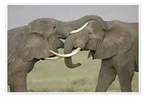 African elephants fighting in a field, Ngorongoro Crater, Tanzania de Todd Gustafson Panoramic Images