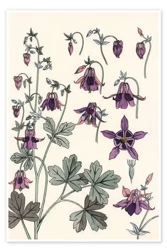 Aguileña, Aquilegia vulgaris de Eugène Grasset akg-images