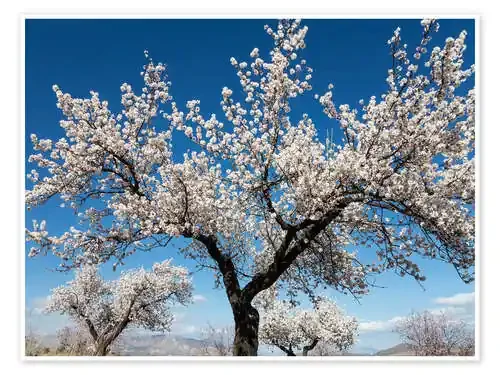 Almendros en flor de Thomas Dressler imageBROKER