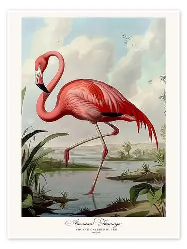 American Flamingo after Audubon I de TAlex