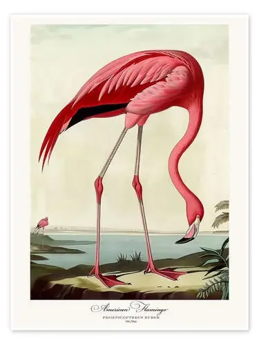 American Flamingo after Audubon II de TAlex