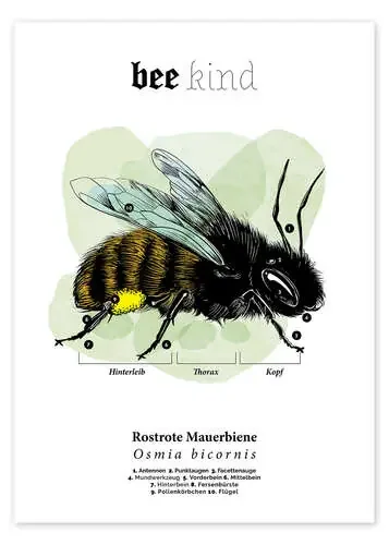Anatomía de una abeja albañil en óxido (alemán) de Velozee