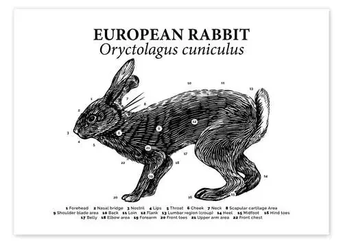 Anatomía del conejo salvaje (inglés) de Velozee