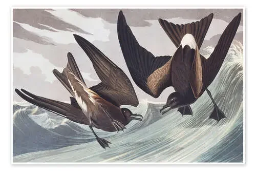 andadores en las olas de John James Audubon akg-images