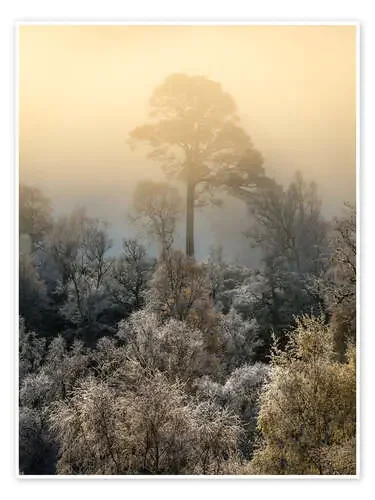 Árbol solitario en una mañana nublada de Jos Pannekoek