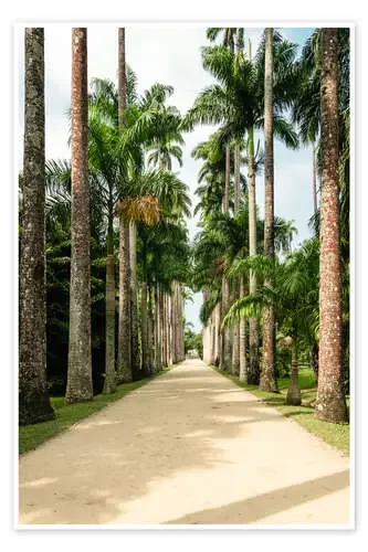 Avenida de palmeras en Río de Janeiro de Road To Aloha