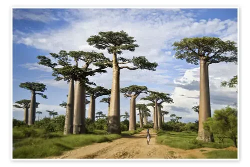 Avenue of the Baobabs, Madagascar de Todd Gustafson Panoramic Images