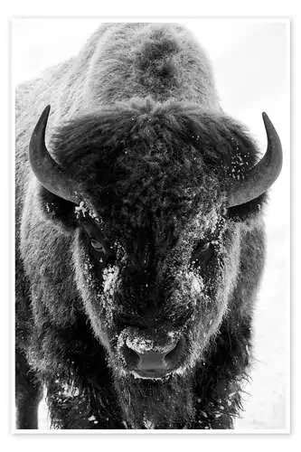Bison toro en una mañana helada de Ken Archer Danita Delimont