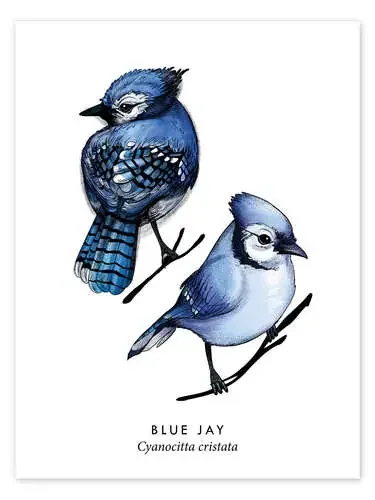Blue jay de Velozee