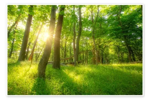 Bosque de primavera con sol de Oliver Henze