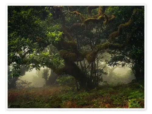 Bosque místico de Verdera