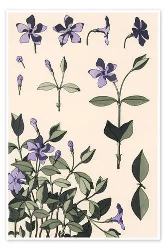 Brusela, Vinca minor de Eugène Grasset akg-images