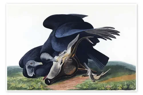 Buitres negros de John James Audubon Master Collection