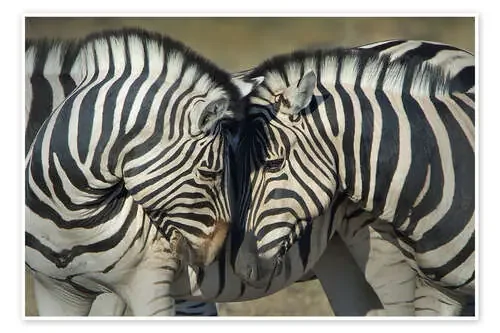 Burchell‘s Zebras, Etosha National Park, Namibia de Todd Gustafson Panoramic Images