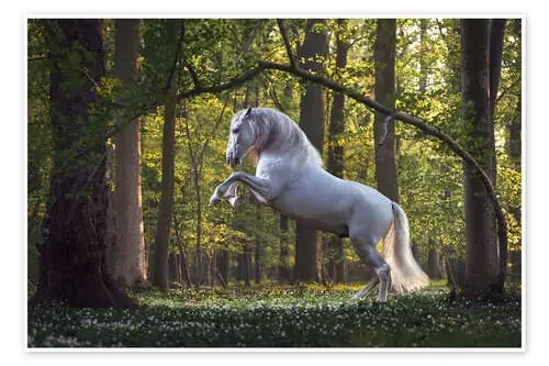 Caballo blanco en el bosque de cuento de hadas de Wiebke Haas
