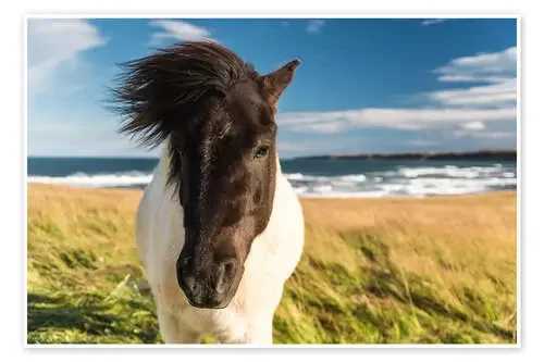 Caballo islandés con una melena ventosa junto al mar de Marcel Gross