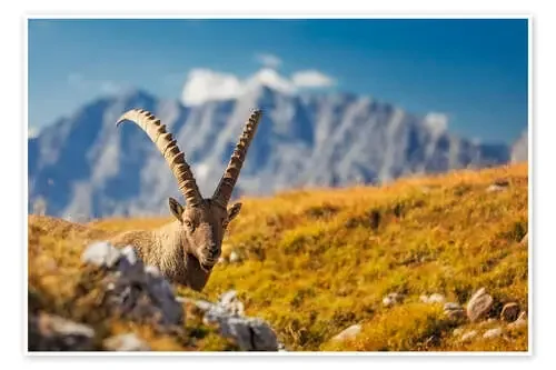 Cabra montés en frente de Watzmann de Dieter Meyrl