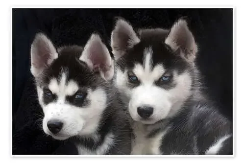 Cachorro de husky siberiano de Jaynes Gallery Danita Delimont