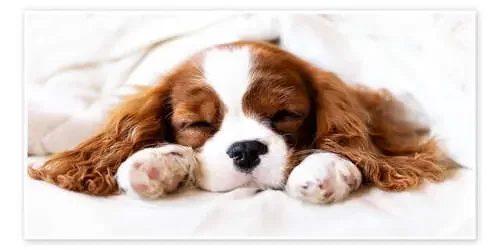 Cachorro durmiendo de Janina Bürger