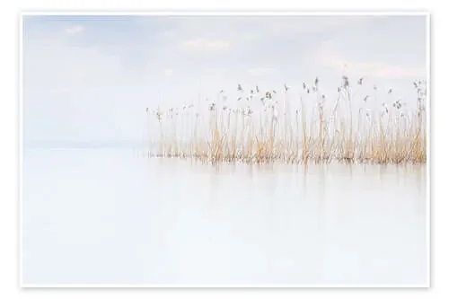 Cañas en el lago de Garda de Philipp Dase