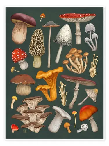 Champiñones de Vasilisa Romanenko