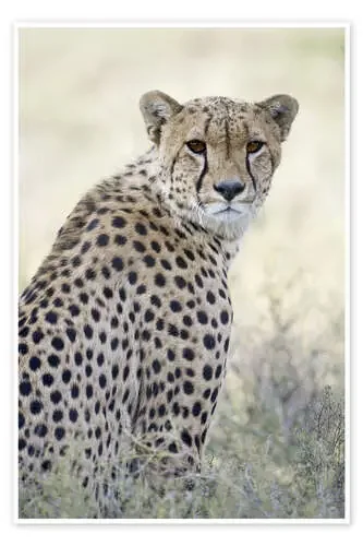 Cheetah, Tanzania de Todd Gustafson Panoramic Images