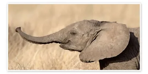 Close-up of a African elephant calf at play de Todd Gustafson Panoramic Images