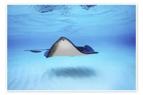 Close-up of a Southern Stingray, Grand Cayman, Cayman Islands de Todd Gustafson Panoramic Images