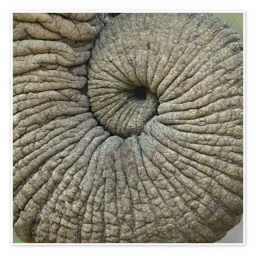 Close-Up of an Elephant Trunk, Tanzania de Todd Gustafson Panoramic Images