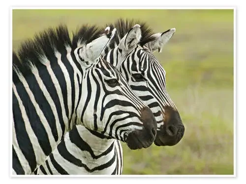 Close-up of two zebras, Ngorongoro, Tanzania de Todd Gustafson Panoramic Images
