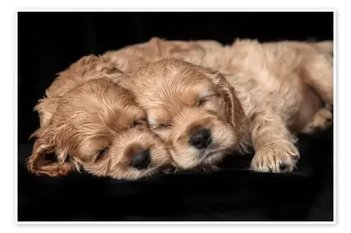 Cocker Spaniel puppies de Jaynes Gallery Danita Delimont