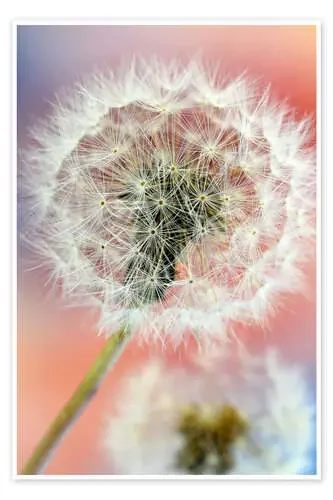 Colorful dandelion world de Ludger Föster
