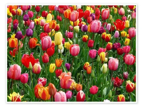 Colorful tulip bed de Jörg Gamroth