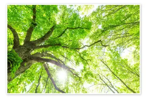 Copas verdes en el bosque de Oliver Henze