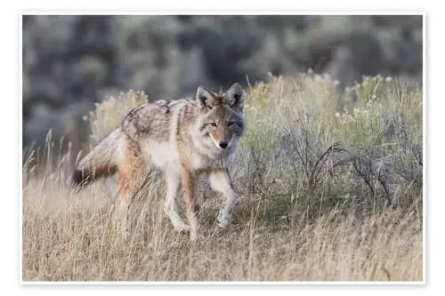 Coyote de Ken Archer Danita Delimont