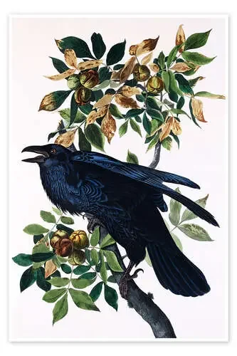 Cuervo en la rama de John James Audubon Master Collection