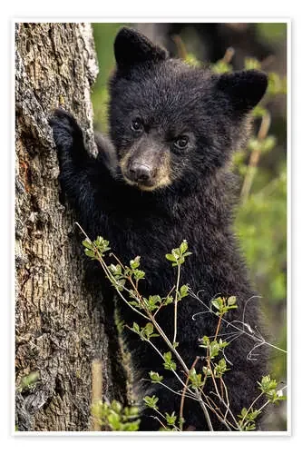 Cute bear cub in Yellowstone de James Hager Robert Harding