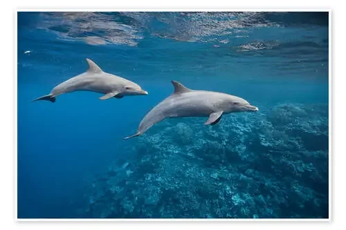 Dolphins couple and coral reef de nitrogenic