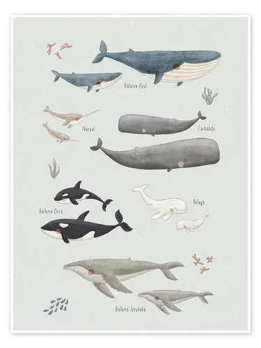 Especies de ballenas de Marta Munte