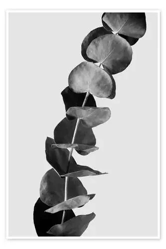 Eucalyptus Branches – Black & White Edition de Studio Nahili