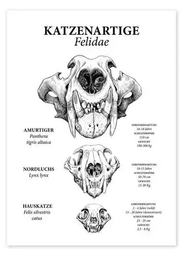 Felino (alemán) de Velozee