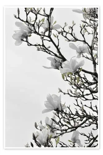 Flor de magnolia blanca de Studio Nahili