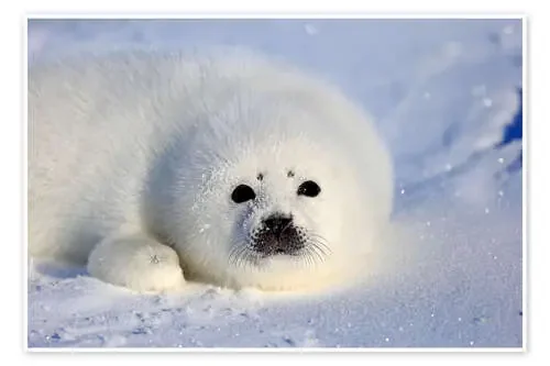 Foca arpa de Jürgen & Christine Sohns imageBROKER