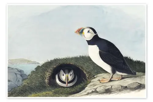 Frailecillo atlántico de John James Audubon Master Collection