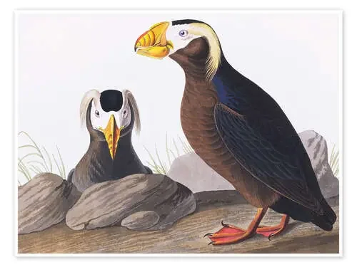 Frailecillo coletudo de John James Audubon Bridgeman Images