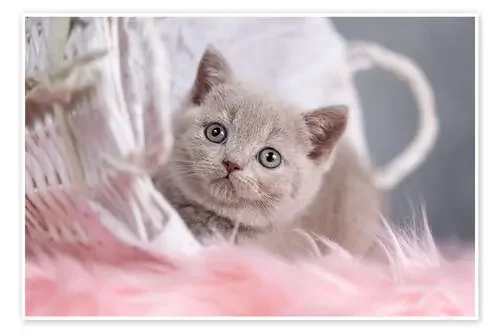 Gatito de pelo corto británico de Janina Bürger