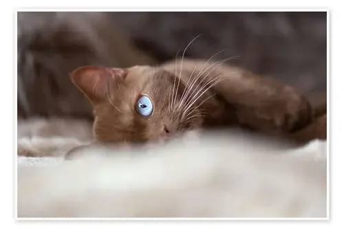 Gato con ojos azules de Janina Bürger