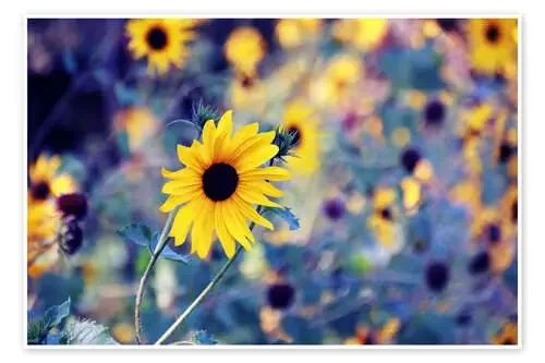 Girasoles en el viento de Die Farbenflüsterin